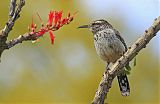 Cactus Wren